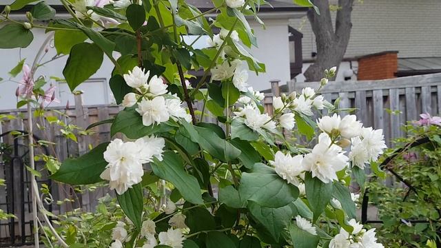 Mock oranges/Philadelphus 山梅花 смотреть онлайн