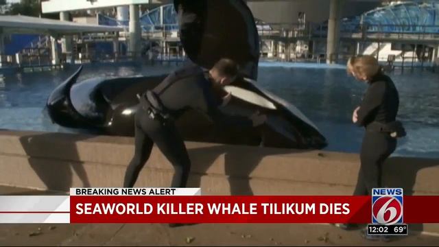 SeaWorld Killer Whale Tilikum Dies