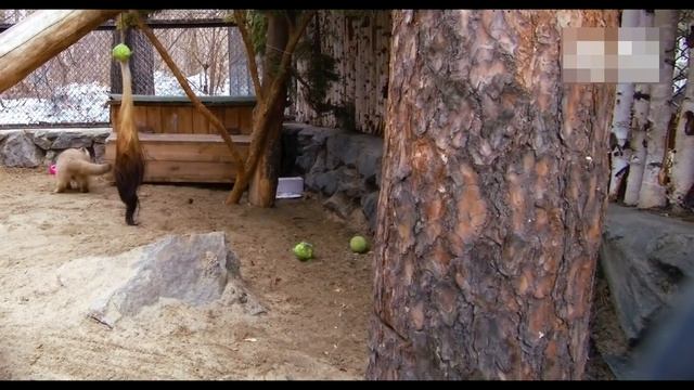 МАНУЛ РАДУЕТСЯ ВЕСНЕ! смотреть онлайн