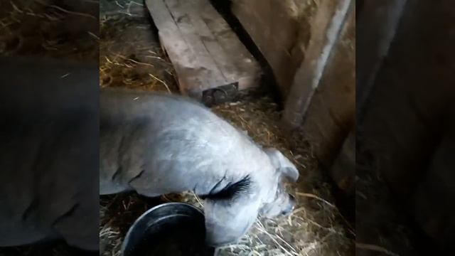 .Признаки скорого опороса свиньи