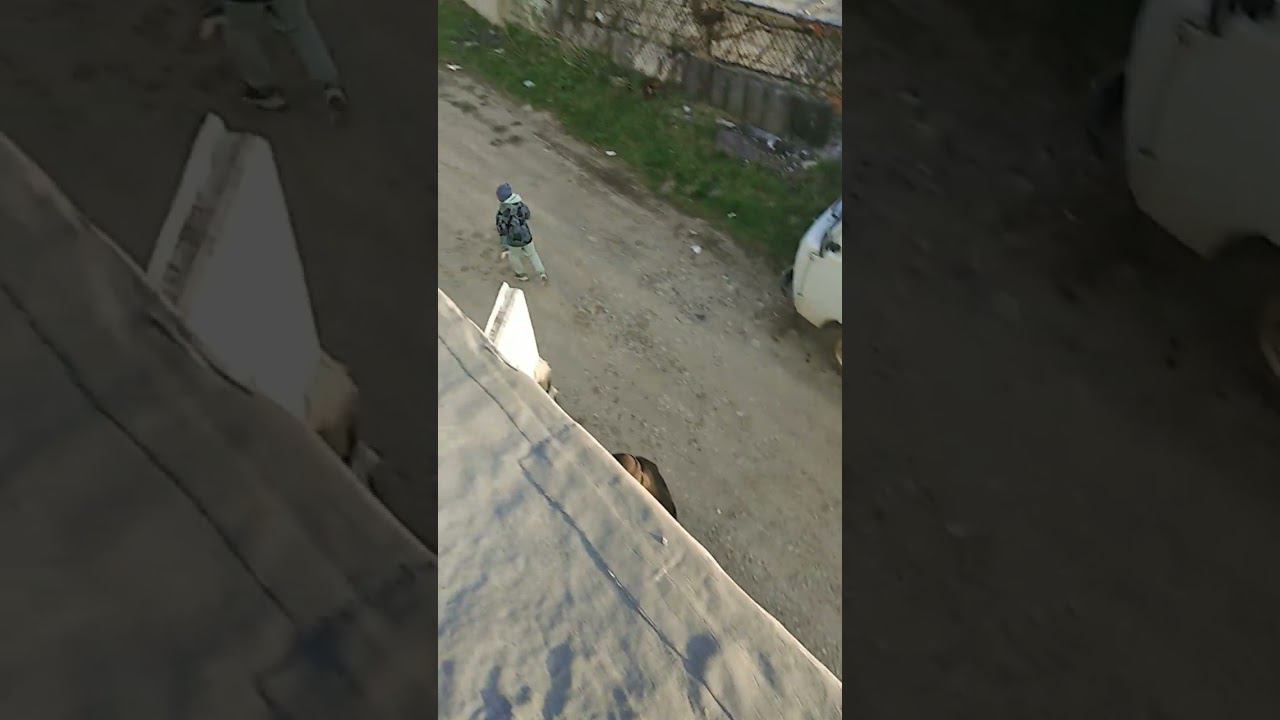 Pedro Pedro Марк бегает смотреть онлайн