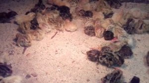 Инкубация перепелиных яиц без переворота.