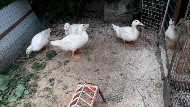 Как вырастить Мулардов без расклева. смотреть онлайн