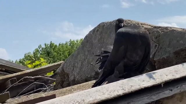 Голуби павлины. Индийские павлины 2020 Indian fantail pigeon смотреть онлайн