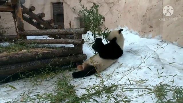 Панда ест бамбук. Московский зоопарк. Март 2021. The panda is eating bamboo. Moscow Zoo. March 2021 смотреть онлайн