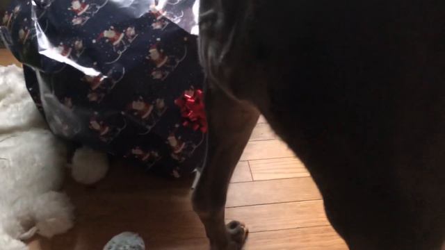 Mugen the Pit Bull’s First West Coast Christmas (2018) смотреть онлайн