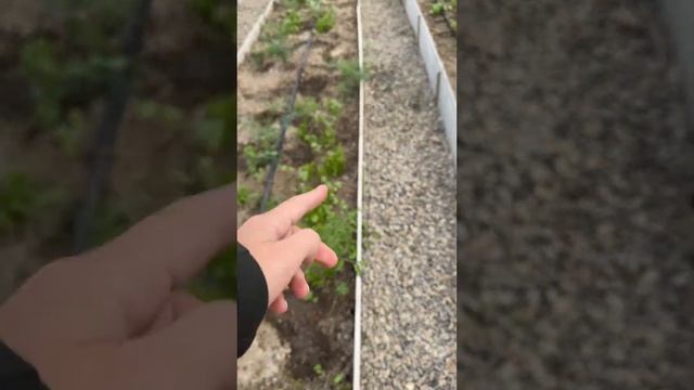Обзор теплицы из поликарбоната смотреть онлайн