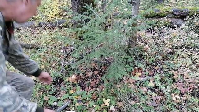 Напали на БЕЛЫЕ ГРИБЫ. Опять набрали. смотреть онлайн