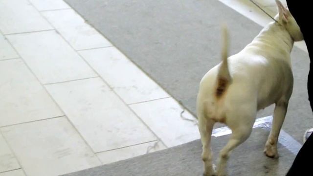 Сравнение на Лучшую Суку станд буль Белые Ночи 2012 смотреть онлайн