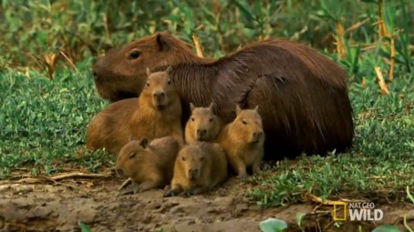 Почему Все Так Любят Капибару.../невероятные факты про капибару...