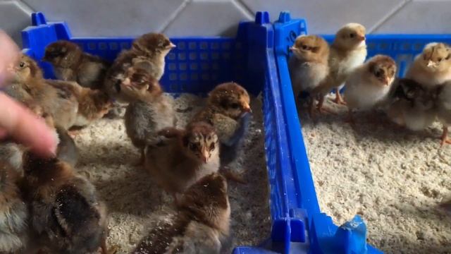 ПЕТУХ ИЛИ КУРИЦА? ОПРЕДЕЛЯЕМ ПОЛ ЦЫПЛЕНКА смотреть онлайн