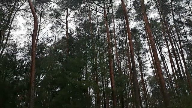 Лес - глоток воздуха в океане трудных дней смотреть онлайн