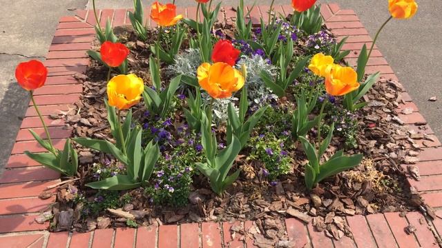 Тюльпаны ? качаются на ветру смотреть онлайн