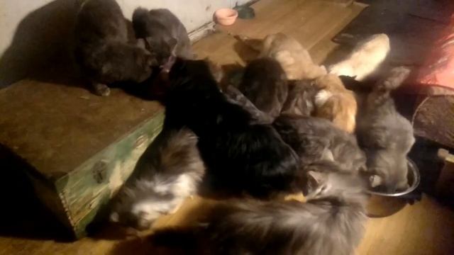 Проявляю заботу к дачным кошкам которых оставили дачники зимой смотреть онлайн