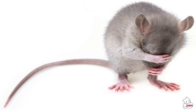 --- КРЫС НЕТ - Репелленты для крыс и мышей со звуком ЗАБУДЬТЕ о грызунах смотреть онлайн