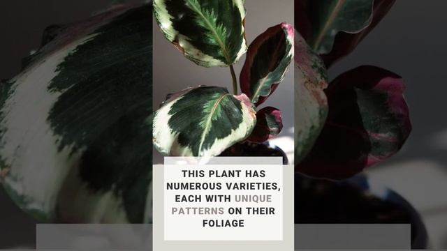 Have you become acquainted with the Wonderful Calathea Roseopicta? #indoorplants #shorts #plants смотреть онлайн