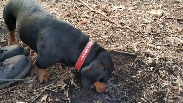 Такса роет землю!!! Собака такса.