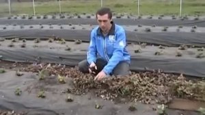 Обрезка клубники весной