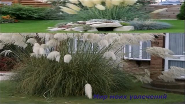 Кортадерия Декоративные растения