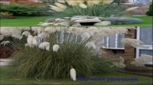 Кортадерия Декоративные растения