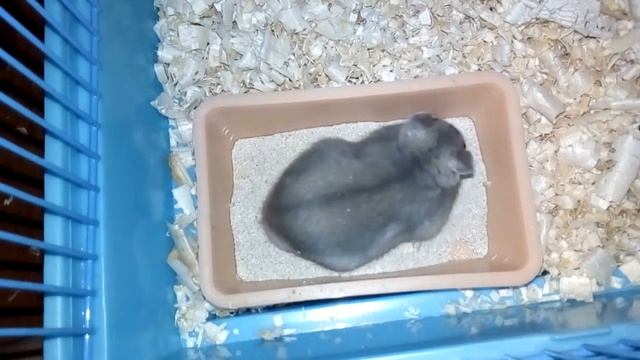 Хомяк купается в песке