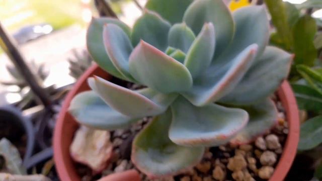 Echeveria 'Hakuhou' / Succulent Unboxing video #43 / Whilly смотреть онлайн