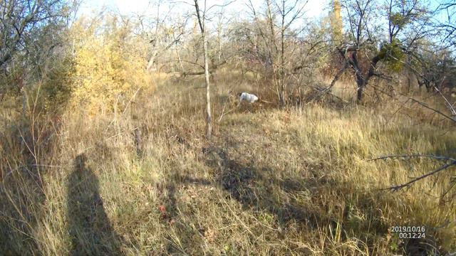 Первый вальдшнеп 2019. Лучшая натаска с мамой, учим работать Бэя по вальшу. смотреть онлайн