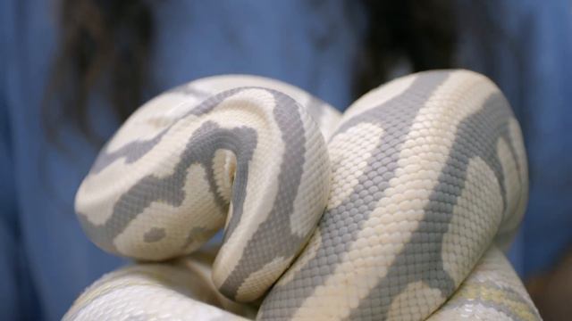 Crazy Ball Python MINI-ME — Looks EXACTLY the Same! | #Hetflix 125 смотреть онлайн