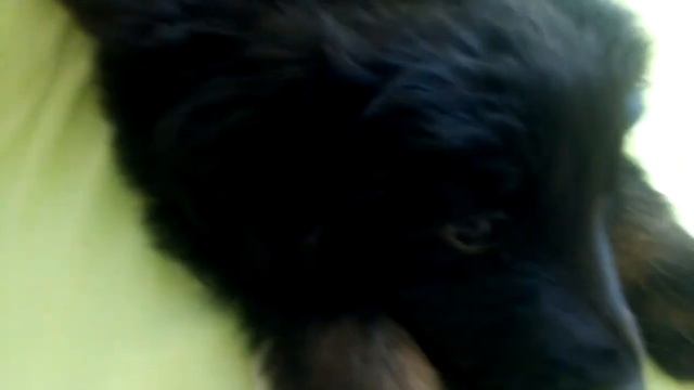 Мне подарили собаку| Первое видео| Не судите строго. смотреть онлайн