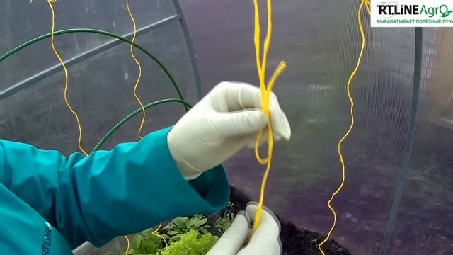 Как подвязывать огурцы в теплице. Подвязка огурцов. смотреть онлайн