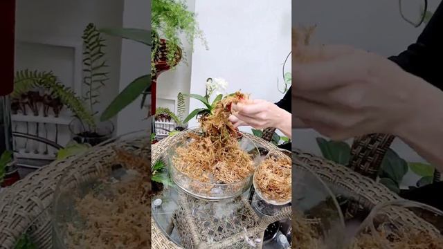 Пересадка орхидеи в сфагнум фускум #sphagnum_eco #сфагнумфускум #moss #myplant #orchid #orchids #мо смотреть онлайн