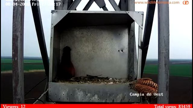 2016 04 08 пустельги смотреть онлайн