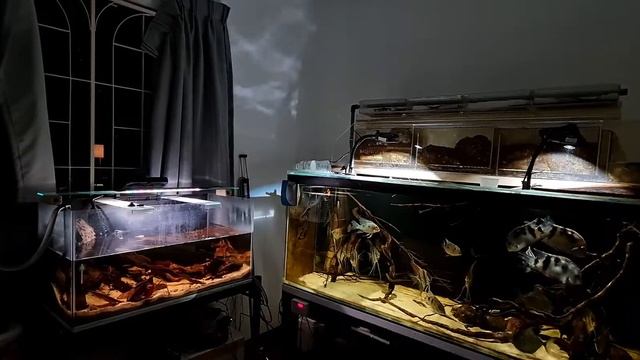 That Corner In The Room (Malaysian and South American Themed Aquariums) смотреть онлайн