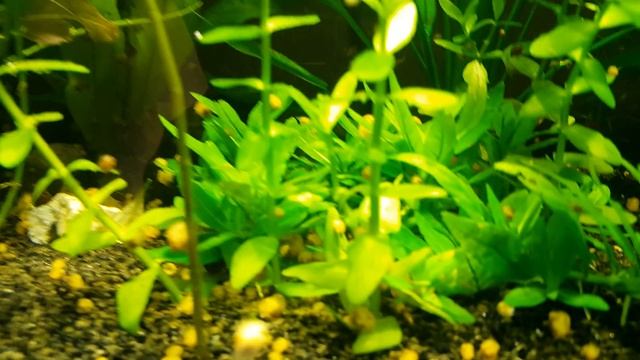 фотосинтез аквариума, металлогалогенная лампа,со2,расстения. смотреть онлайн