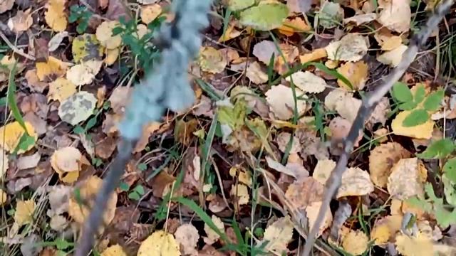 Грибы в Вологодской области. Сбор грибов . смотреть онлайн