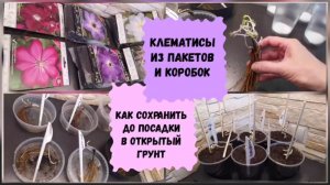 Клематисы из пакетов и коробок.Как сохранить до посадки в открытый грунт.