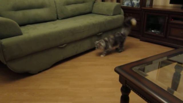 Maine coon and the lovely tail. Мейн Кун и прелестный хвост. смотреть онлайн