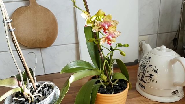 122. ПЕРСИКОВЫЕ КРАСОТКИ! Что случилось с ЛАС-ВЕГАСОМ? Обзор ОРХИДЕЙ в марте смотреть онлайн