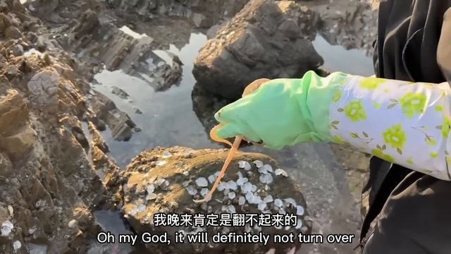 又到了吃海虹的季節，退潮的時候隨便撿就夠吃，太爽了！ 【牛牛趕海海鮮】 смотреть онлайн