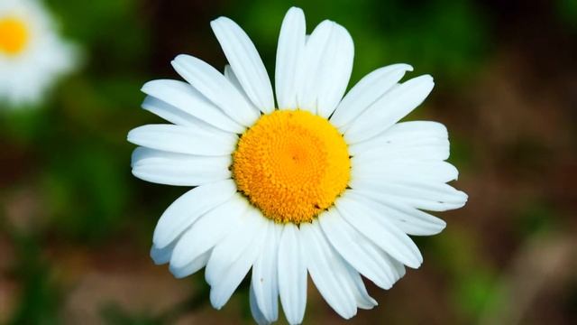 Красивые ромашки под волшебную музыку смотреть онлайн