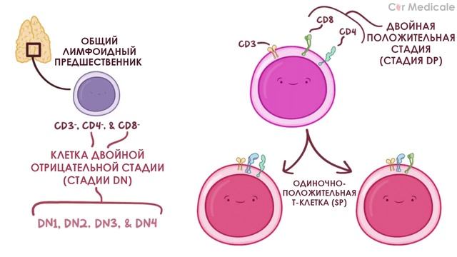 Развитие Т-клеток/Т-лимфоцитов смотреть онлайн