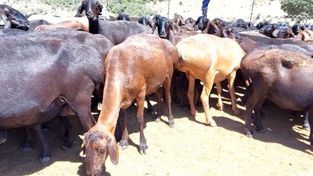 Гиссарский матки и ярки 2020 года К/Х Нурзода. Гиссарский бараны смотреть онлайн