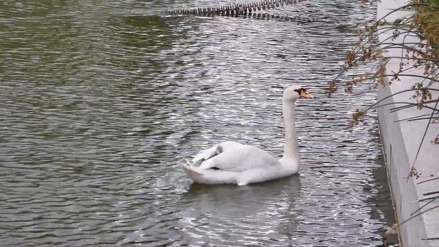 Cygnus olor - Лебедь шипун смотреть онлайн