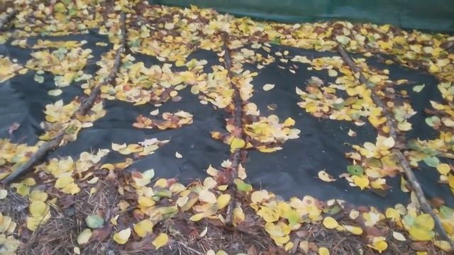 25 октября 2018 Заморозки и гортензии смотреть онлайн