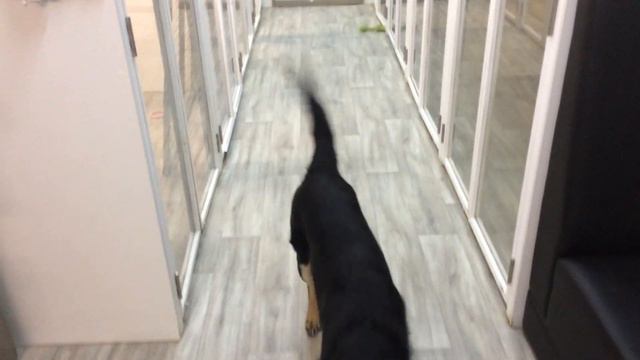 Черный Генри ищет дом смотреть онлайн