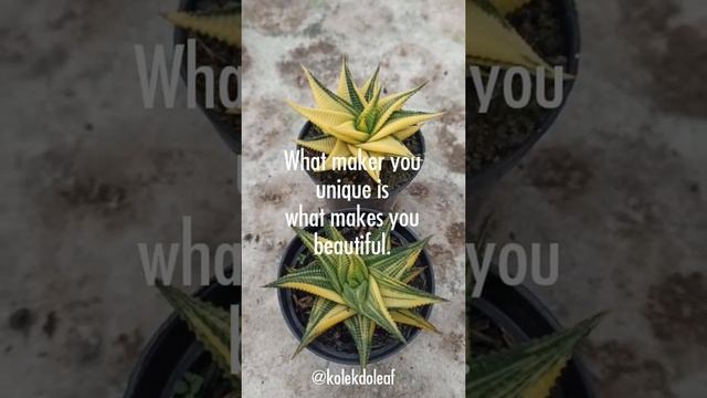 haworthia limifolia variegata #tanamanhias #sukulentjakarta #cactus смотреть онлайн