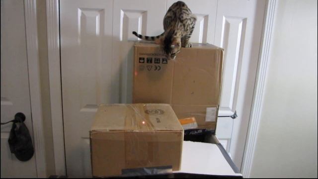 Another Cat Video - My Bengal Cats Playing & Wrestling Linus Tech Tips смотреть онлайн