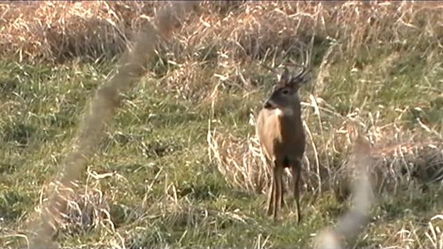 AMAZING SLUG IMPACT: Whitetail Buck Hunt смотреть онлайн