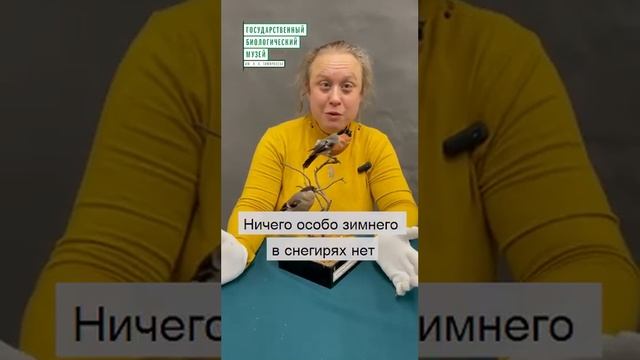 #shorts Где снегири проводят лето? смотреть онлайн