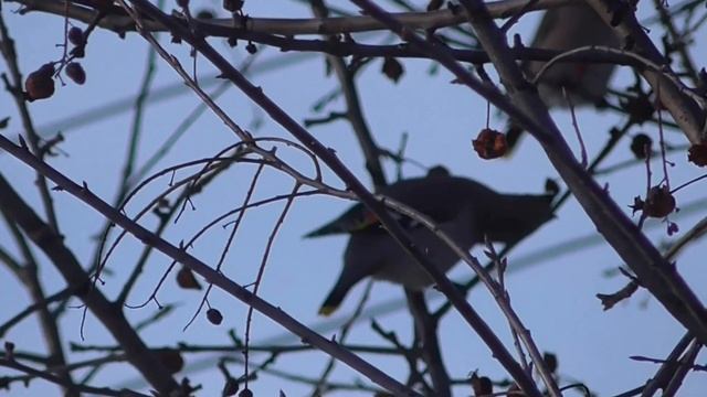 Это птичка свиристель смотреть онлайн